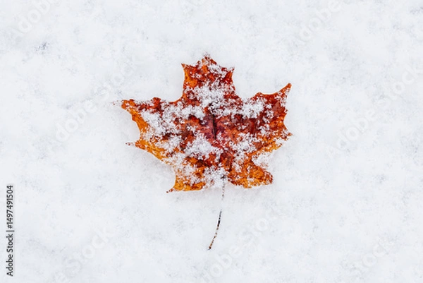 Obraz maple leaf on the snow