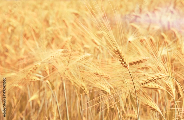 Obraz Shavuot jewish holiday. Ripe wheat ears of golden wheat in field at sunset light close up. Harvest festival background with empty space for text.
