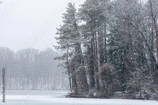 Obraz snow covered trees
