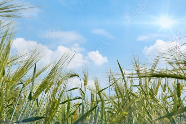 Obraz Shavuot jewish holiday. Ripe wheat ears of golden wheat in field at sunset light close up. Harvest festival background with empty space for text.
