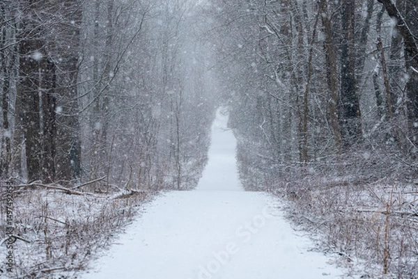 Obraz Snowy path
