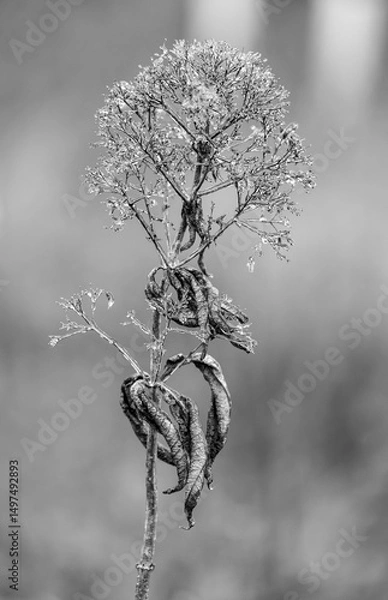 Obraz Ice on plant b/w