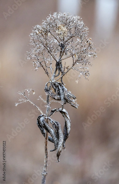 Obraz Ice on branches