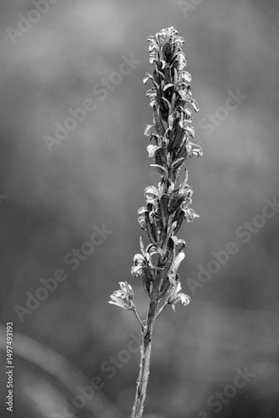 Obraz Ice on a plant