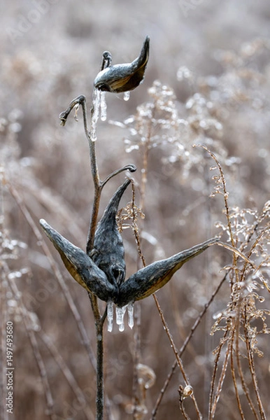 Obraz Ice on Milkweed
