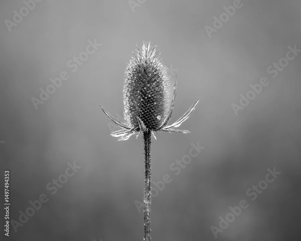 Obraz Ice on thistle B/W