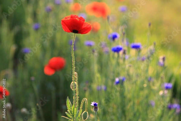 Obraz Red poppies, cornflowers, baby bad breath, gypsum pila flower d blooming scenery