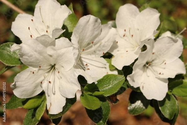 Fototapeta rhododendron