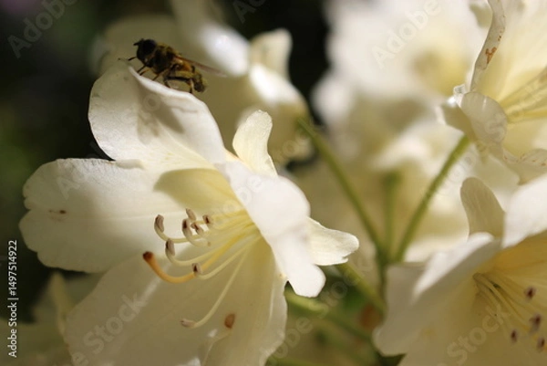 Obraz bee on a flower