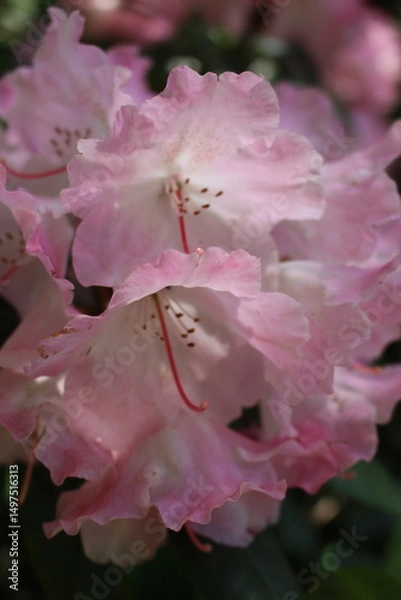 Fototapeta rhododendron