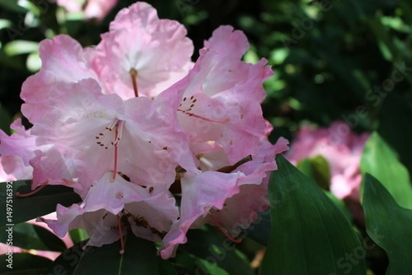 Fototapeta rhododendron
