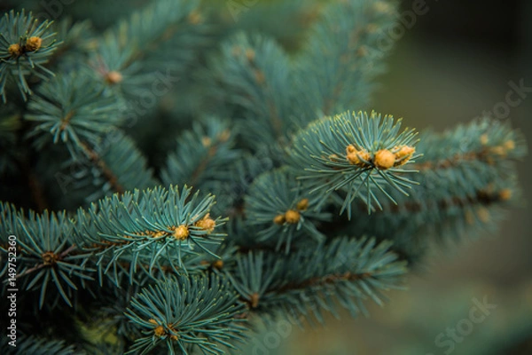 Fototapeta Branches of pine tree needles with soft green .