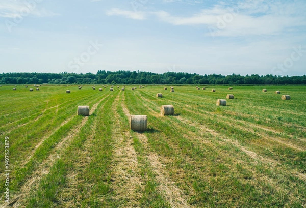 Fototapeta A vast green field is dotted with round bales of hay, neatly arranged in rows