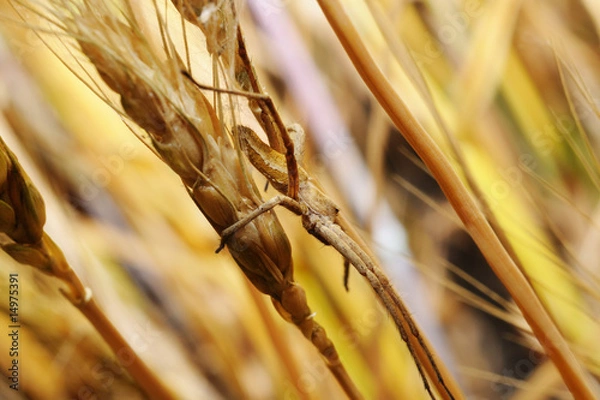 Fototapeta Spider on wheat ear