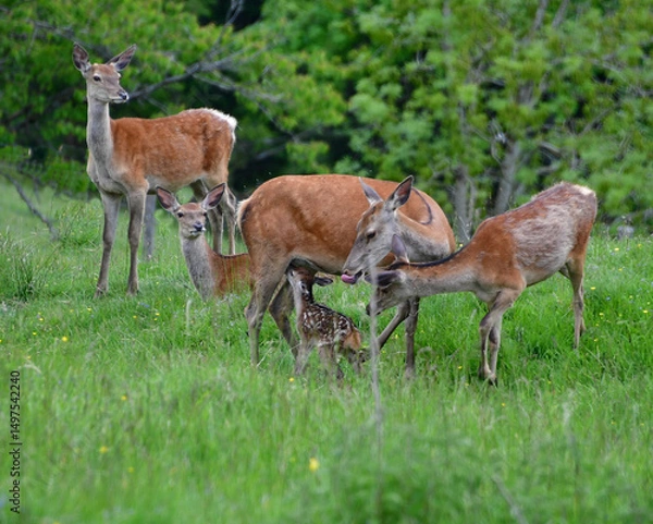Fototapeta Rothirsche