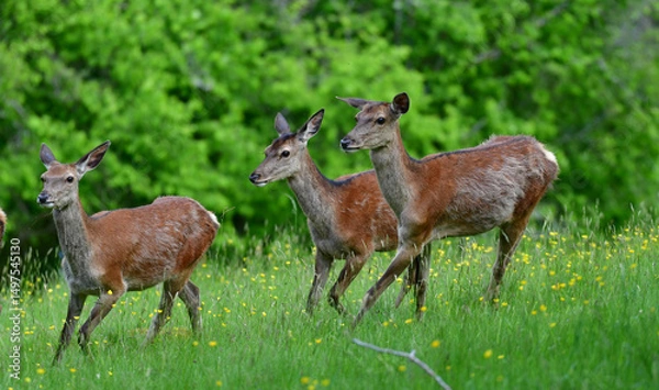 Fototapeta Rothirsche