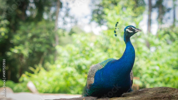 Obraz A male peacock is lying on a rock with his neck raised and looking to the side, the background is a bright and lush forest. Beautiful wildlife concept.