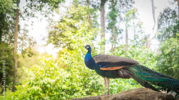 Obraz A male peacock stands sideways on a rock and stares ahead with his tail tucked in, against a bright and lush forest background. Beautiful wildlife concept.