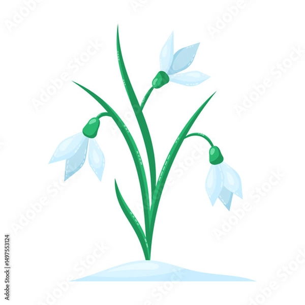 Fototapeta Snowdrops isolated on white background. Spring flowers. Isolated vector illustration.