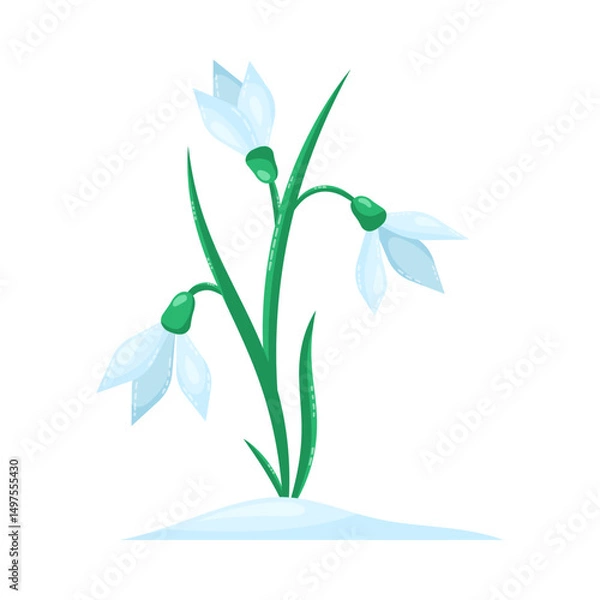 Fototapeta Snowdrops isolated on white background. Spring flowers. Isolated vector illustration.