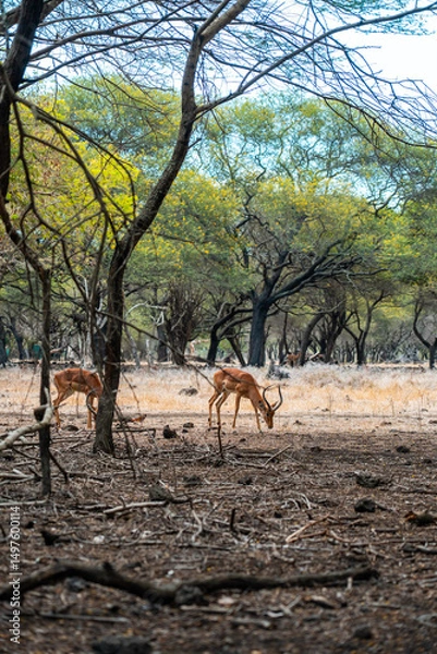 Fototapeta A group of impalas graze in a thick forest of slender, winding tree trunks