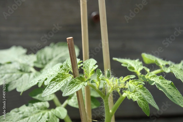 Fototapeta Tomato plant hardening off or toughening up in spring sun. First bud emerging. Cherry tomato plant with stakes. Bush tomatoes for window boxes and hanging baskets. Littl Bites Cherry. Selective focus