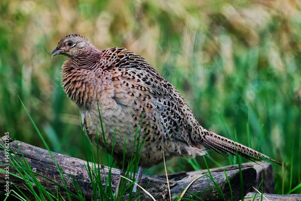 Obraz pheasant in a field
