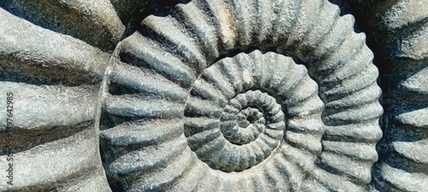 Obraz ammonite