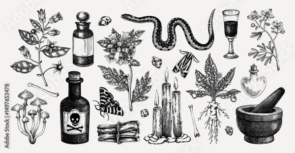 Fototapeta Witchcraft hand drawn vector illustrations. Bohemian design elements. Witch herbs, poisonous plants, magic ingredients sketches. NOT AI generated