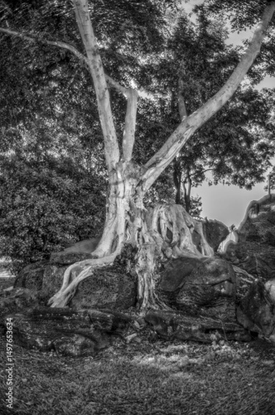 Obraz Old White Tree Growing  Between Rocks.