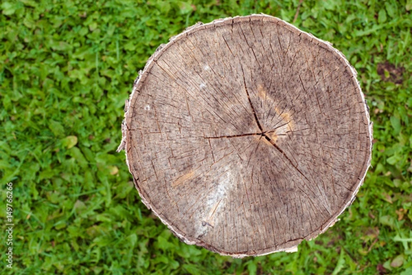 Fototapeta Round stump