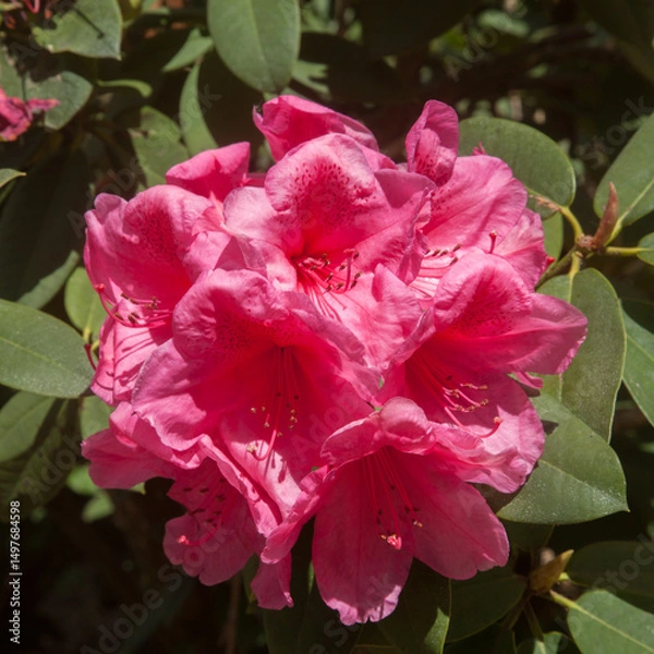 Obraz Fleur de rhododendron sur un fond de feuillage