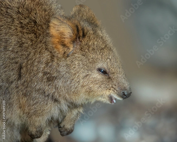 Fototapeta Funny face of a laughing Quokka