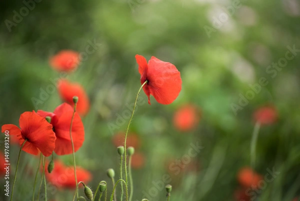 Obraz Closeup of red popppy in a meadow 