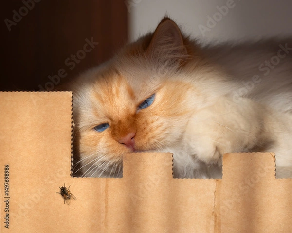 Fototapeta Blue-eyed cat sits on a cardboard box and is about to catch a fly