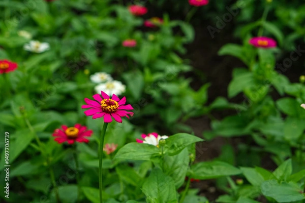Fototapeta A bright magenta zinnia flower in full bloom stands out against a blurred background of green leaves and other colorful zinnias, capturing the beauty of nature in vibrant detail.