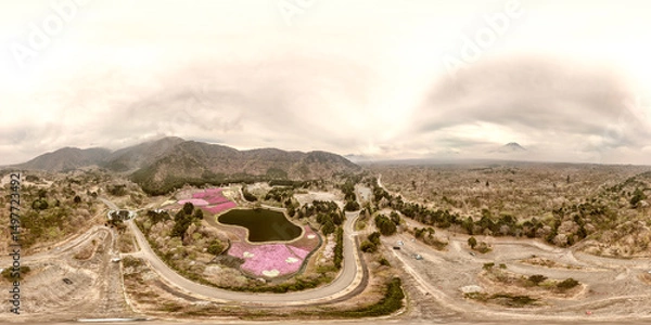 Fototapeta Full spherical 360-degree seamless panorama of the vibrant Fuji Shiba-Sakura Festival in Japan