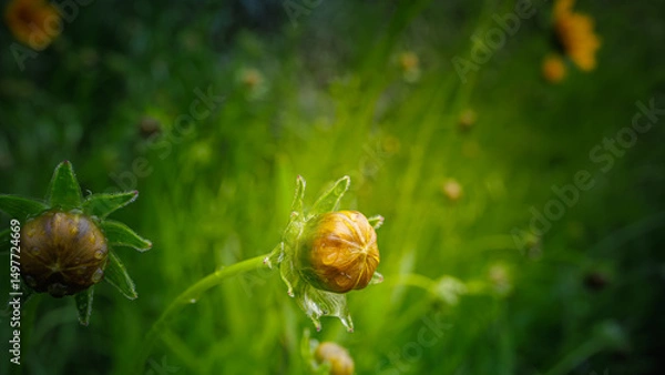 Fototapeta Raindrops on the flower bud of the Lance-leaved coreopsis (lanceolata or basalis)