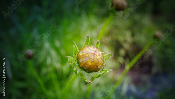Fototapeta Raindrops on the flower bud of the Lance-leaved coreopsis (lanceolata or basalis)