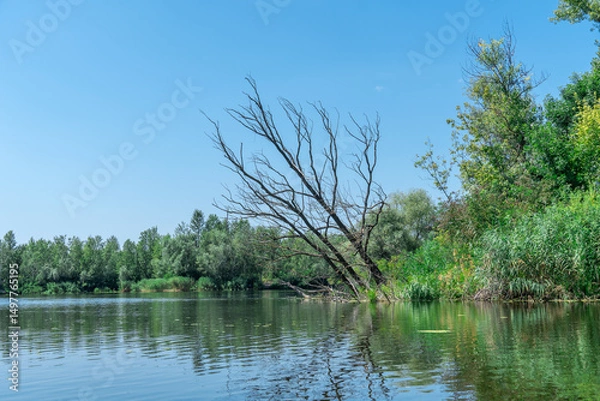 Fototapeta Flood river in spring time or overflowed river with snags. Water filled bank with sunken trees. Bottling shoreline flow and natural disaster. Climate change and ecological problem. High water level.