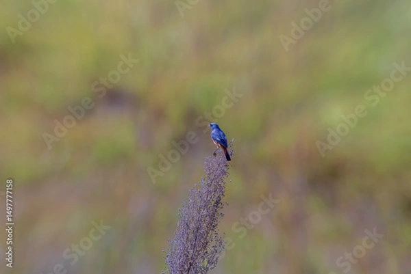 Obraz Hodgson's redstart (Phoenicurus hodgsoni) at Kaho, Walong, Arunachal Pradesh, India