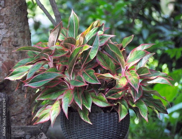 Obraz Siam Aurora or Aglaonema commutatum is grown in black wicker pot. Aglaonema leaves are reddish-white or reddish-pink, and branches, stems are popularly used as garden decoration. Chinese Ever Family
