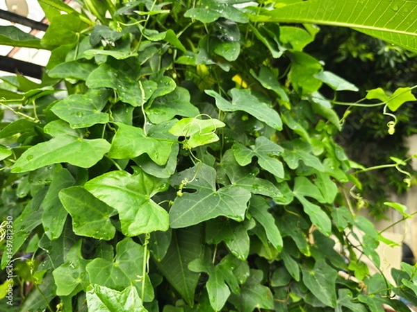 Obraz Dark green leafy morning glory grows tall in bush next fence, Coccinia grandis L. Voigt is climbing vine in cucurbit family that has tendrils used for climbing up large trees.Single leaves  3-5 lobes.
