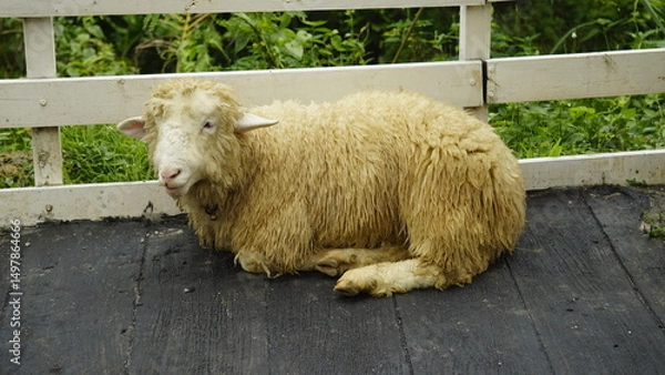 Fototapeta A SHEEP IS SITTING IN A CAGE IN THE AFTERNOON
