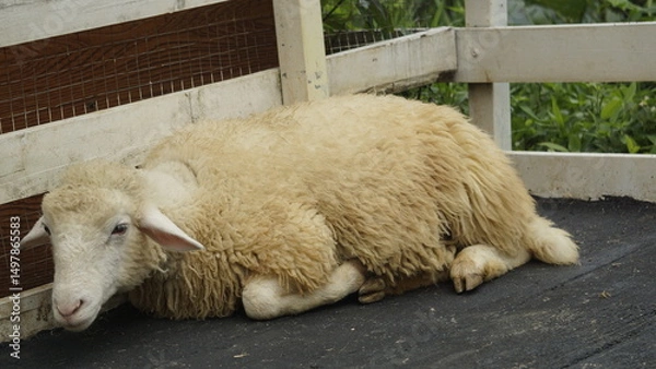 Fototapeta A SHEEP IS SITTING IN A CAGE IN THE AFTERNOON
