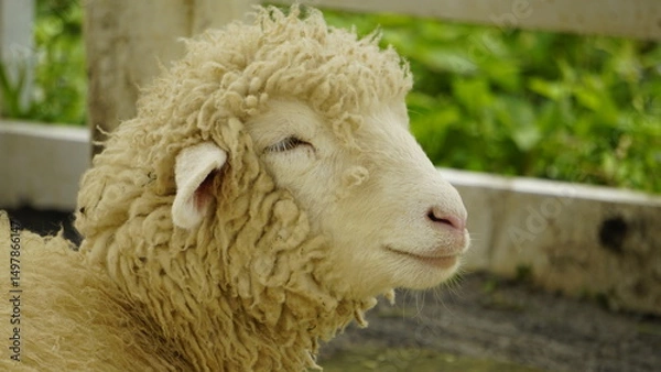 Fototapeta APPEARANCE OF AN IVORY WHITE SHEEP'S HEAD IN THE CAGE
