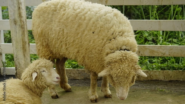 Fototapeta THE APPEARANCE OF TWO SHEEP WHERE ONE IS SITTING AND THE OTHER IS STANDING
