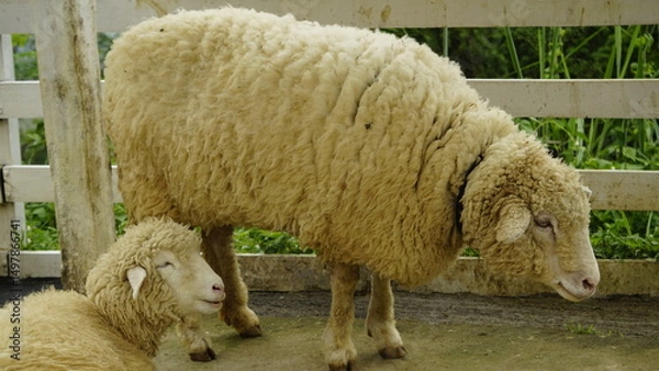 Fototapeta THE APPEARANCE OF TWO SHEEP WHERE ONE IS SITTING AND THE OTHER IS STANDING

