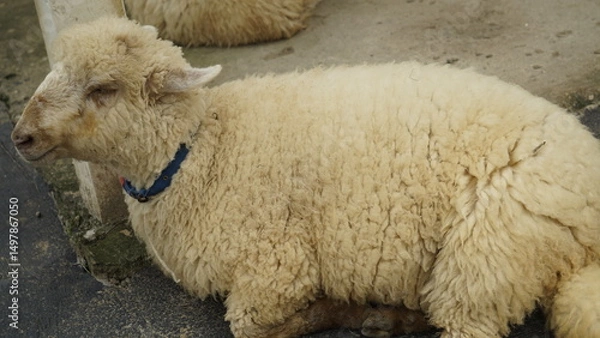 Fototapeta A lamb is standing in the sheep pen
