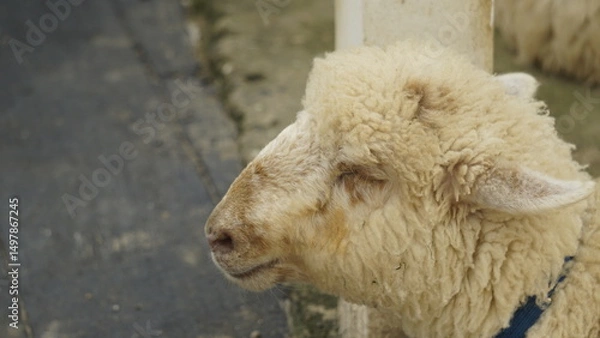 Fototapeta PICTURE OF A WHITE CALF FACE IN A SHEEP PEN
